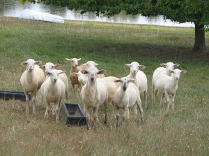 Separating lambs