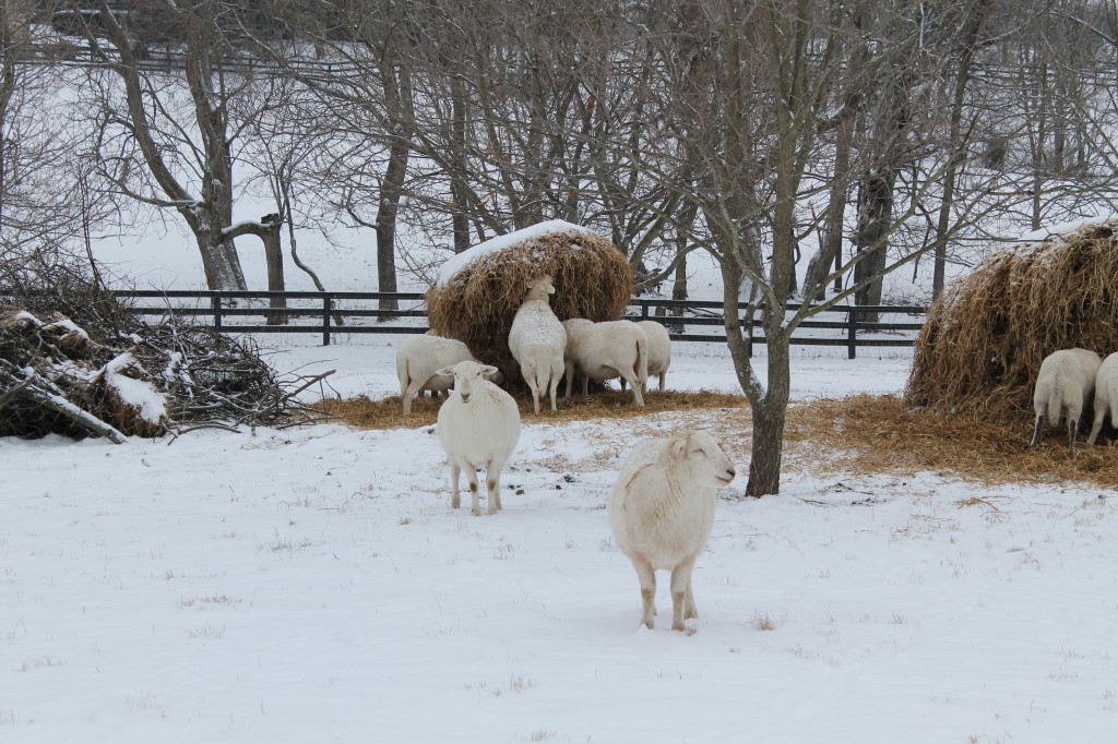 Sheep spring 2013 027